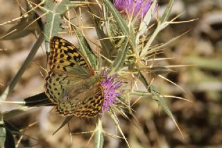 Bahadr (Argynnis pandora)