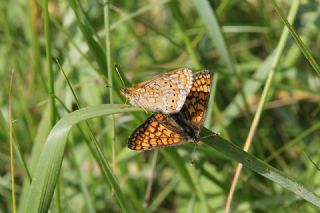 Nazuum (Euphydryas aurinia)