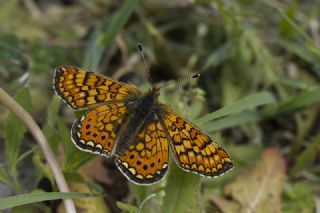 Nazuum (Euphydryas aurinia)