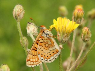 Nazuum (Euphydryas aurinia)