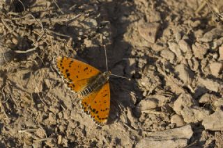 Benekli parhan (Melitaea didyma)