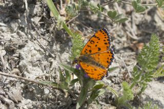 Benekli parhan (Melitaea didyma)