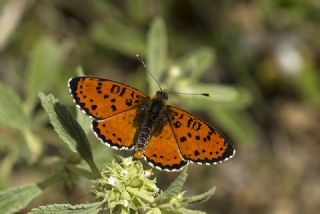 Benekli parhan (Melitaea didyma)