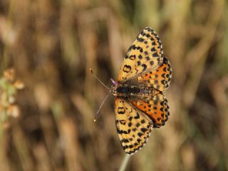 Benekli parhan (Melitaea didyma)