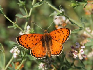 Benekli parhan (Melitaea didyma)