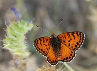 Benekli parhan (Melitaea didyma)