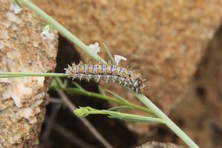 Benekli parhan (Melitaea didyma)