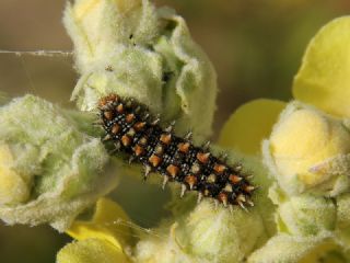 Benekli parhan (Melitaea didyma)