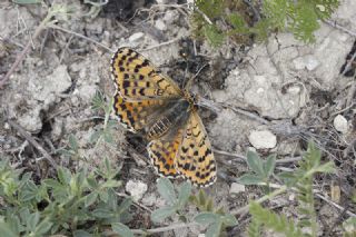 Benekli parhan (Melitaea didyma)