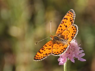 Benekli parhan (Melitaea didyma)