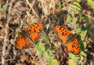 Benekli parhan (Melitaea didyma)