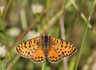 Benekli �parhan&nbsp;(Melitaea&nbsp;didyma)