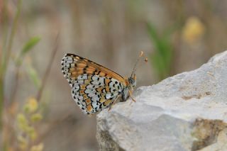 �parhan&nbsp;(Melitaea&nbsp;cinxia)