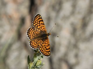 parhan (Melitaea cinxia)