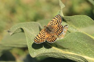 parhan (Melitaea cinxia)