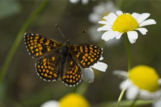 Amannisa (Melitaea athalia)