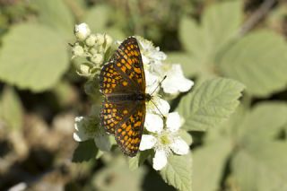 Amannisa (Melitaea athalia)