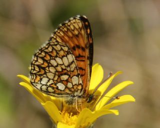 Amannisa (Melitaea athalia)