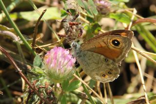 Esmerboncuk (Lasiommata maera)