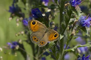 Esmerboncuk (Lasiommata maera)