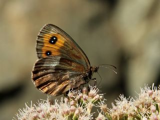 sko Gzelesmeri (Erebia aethiops)