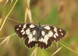 Orman Melikesi (Melanargia galathea)