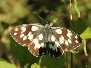 Orman Melikesi (Melanargia galathea)