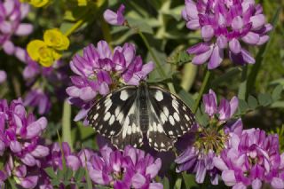 Orman Melikesi (Melanargia galathea)