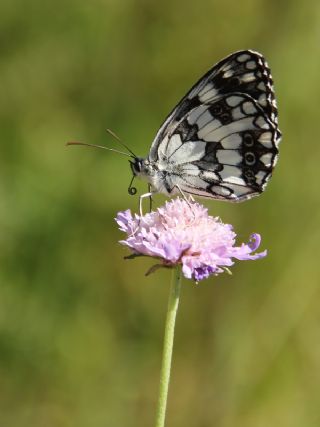 Orman Melikesi (Melanargia galathea)