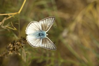 okgzl Anadolu Beyaz (Polyommatus menalcas)