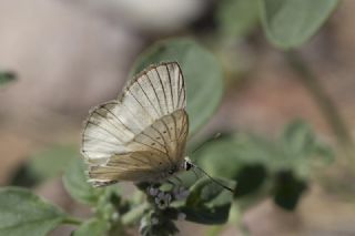 �okg�zl� Anadolu Beyaz�&nbsp;(Polyommatus&nbsp;menalcas)