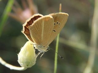 okgzl Anadolu Beyaz (Polyommatus menalcas)
