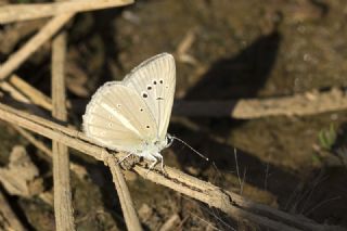 okgzl Anadolu Beyaz (Polyommatus menalcas)