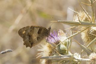 Cad�&nbsp;(Chazara&nbsp;briseis)