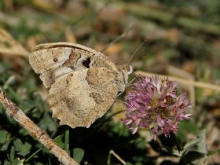 Cad (Chazara briseis)