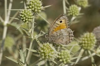 Seyit (Arethusana arethusa)