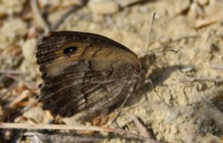 Seyit (Arethusana arethusa)