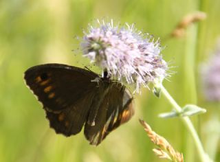Seyit (Arethusana arethusa)