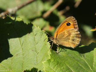 Pironiya (Pyronia tithonus)