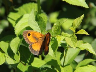 Pironiya (Pyronia tithonus)