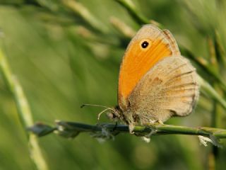 Kk Zpzp Perisi (Coenonympha pamphilus)