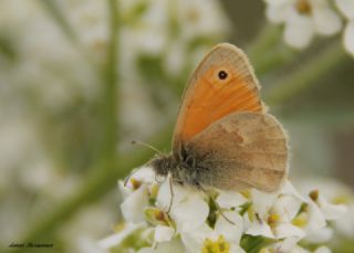 Kk Zpzp Perisi (Coenonympha pamphilus)