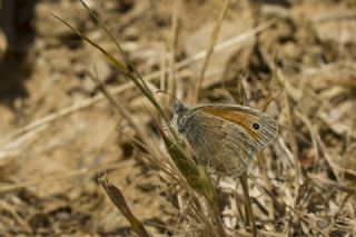 Kk Zpzp Perisi (Coenonympha pamphilus)