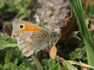 K���k Z�pz�p Perisi&nbsp;(Coenonympha&nbsp;pamphilus)