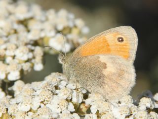 Kk Zpzp Perisi (Coenonympha pamphilus)