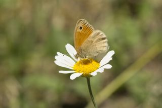 Kk Zpzp Perisi (Coenonympha pamphilus)