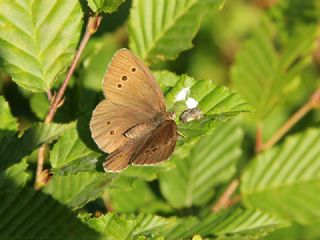 Halkack (Aphantopus hyperantus)