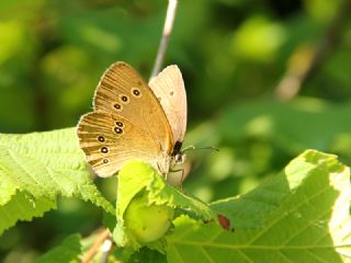 Halkack (Aphantopus hyperantus)