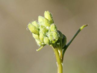 Zegris (Zegris eupheme)
