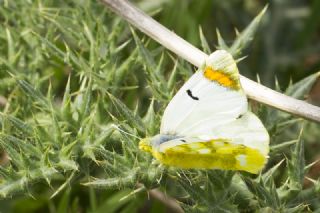 Zegris (Zegris eupheme)